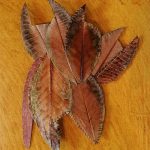 14x12.5inches-Turmeric paper and Magnolio leave