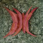 20x20inches - Kozo paper- Eucalypts leaves